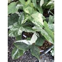 ราคา ซื้อ1ต้นแถม1ต้น เงินไหลมาด่างขาว เงินไหลมาด่างขาวคัดลาย ไม้ฟอกอากาศ syngonium podophyllum albo (17362503523)