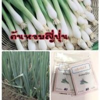 ราคา เมล็ดพันธุ์ ผัก ต้นหอม ญี่ปุ่น ต้นหอมญี่ปุ่น ต้นหอม หอมแบ่ง (10แถม1คละอย่างได้) (4432982081)