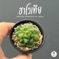 ราคา ฮาโวเทีย Haworthia cymbiformis var. obtusa ฮาโวเทีย ไม้อวบน้ำ กุหลาบหิน cactus&succulentหลากหลายสายพันธุ์ (28824671078)