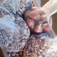 ราคา ค่าส่งถูก!! หอมแดง บรรจุกล่อง 500 กรัม [สินค้าเกษตรชุมชน] ✅ มีการรับประกันสินค้าทั่วประเทศ (5675140972)