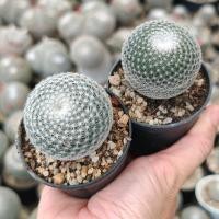 ราคา Mammillaria.​Microthele​แมมนกฮูก​ (43356359195)