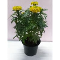 ราคา ต้นดอกดาวเรือง เหลืองสะพรั่งสวยงาม (7968772378)