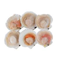 ราคา ส่งพรุ่งนี้ หอยเชลล์ครึ่งฝา (แช่แข็ง) ไซส์ 10-12 ซม./ตัว 1 กก./แพ็ค ออกใบกำกับภาษีได้ (42208431686)