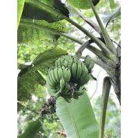 ราคา หน่อกล้วยนางพญา กล้วยนางพญา (13614152377)