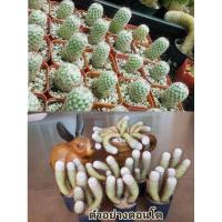 ราคา แมมมิลาเรียบอมไบเซียน่า บอมไบเซียน่า ไม้น่าสะสม ยิ่งโตยิ่งน่รัก mammillaria (3741482397)