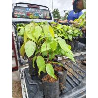 ราคา ต้นลูกเนียง ลูกเนียง 3 ปี(ลูกเนียงเบา) (23431853628)