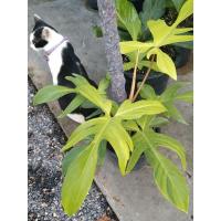 ราคา philodendron florida ghost mint ก้ามกุ้งโกสต์มิ้นท์ด่าง (14833167753)