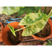 ราคา ต้นบอนกระดาดด่างขาวแท้ (12936987371)