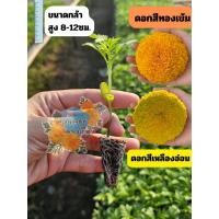 ราคา ต้นกล้าดอกดาวเรือง จำนวน 30 ต้นสายพันธุ์ดอกใหญ่ (พร้อมปลูก) (47552251916)