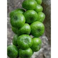 ราคา ต้นมะเดื่อชุมพร ต้นละ130บาท (13818841451)