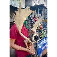 ราคา เขากวางเรนเดียร์แขวนผนัง เขากวางเรนเดียร์ (29820406252)