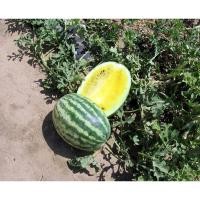 ราคา เมล็ด แตงโมคิมสันเนื้อสีเหลือง - Yellow Crimson Watermelon (135891047)