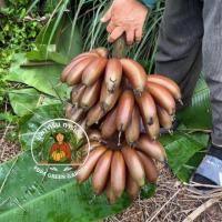 ราคา กล้วยนาก กล้วยนากแดง (กล้วยหายาก) (24197396556)