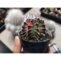 ราคา ❌Sold​ out❌แคคตัส​ ยิมโนคาลิเซียมไม้ด่างหัวสี​ GYMNO​ CALYCIUM​ CACTUS (9761875126)