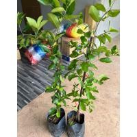 ราคา ต้นเชอรี่หวานหรือเชอรี่ไทย (กิ่งตอน1ต้น) (42658191245)