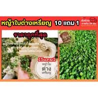 ราคา หญ้าใบต่างเหรียญ​ ปลูกง่าย โตไว รากแข็งแรง ไม้สวน​ ไม่ต้องตัด​ ต้นหญ้า​ สนาม​ ต้นไม้​ หญ้านวลน้อย​ หญ้ามาเล​ หญ้าปักกิ่ง (57602947758)