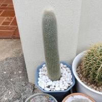 ราคา [ถูกสุด] Cactus ไฟฉายเงิน กระบองเพชร แคคตัส (9115810525)