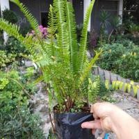 ราคา เฟิร์นใบมะขาม (9523547496)