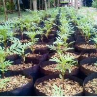 ราคา ต้นดาวเรือง ดอกดาวเรือง สีเหลือง ดอกสวย (ต้นกล้าในถุงดำพร้อมปลูกลงดิน) (10601807495)