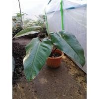 ราคา ฟิโลเดนดรอน​ ฟิโลเดนดรอนมรกตแดง Red Emerald Philodendron ต้นใหญ่ (11235003806)