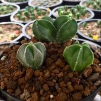 ราคา แคคตัส แอสโตรไฟตัม มายริโอเพาะเมล็ดจากพ่อกิกโกะด่าง ลุ้นกิกโกะ ลุ้นด่าง ชุด 3 ต้น (7541923931)