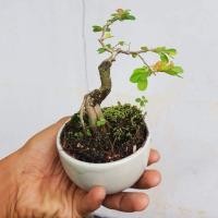 ราคา บอนไซจิ๋วๆ เกล็ดปลาหมอพร้อมกระถาง (6132249306)