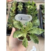 ราคา ต้นมะพร้าวทะเลทราย Dorstenia hybrid (11886064229)