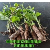 ราคา เหง้าผักสาบ เหง้าผักอีนูน เหง้าพันธ์ผักสาบพร้อมปลูก จัดชุด 10 เหง้า มีสินค้าพร้อมส่ง!!! (6942739448)