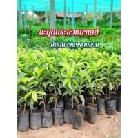 ราคา ต้นละมุดกระสวยมาเลย์ชุด 2 ต้นแบบเพาะเมล็ด (26912128215)