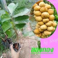 ราคา 1 ต้น ลองกอง ต้นพันธุ์ลองกอง ผลใหญ่ เนื้อทานอร่อย ปลูกง่าย โตเร็ว สินค้าพร้อมส่ง (6058516141)