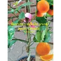 ราคา ต้นส้ม ส้มนาเวล ส้มเนเวล Navel orange ต้นเสียบยอด กระถาง 8 นิ้ว (27332050388)