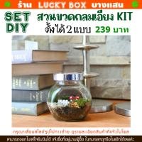 ราคา สวนขวดแก้ว KIT-DIY ชุดจัดสวนในขวดแก้ว SET-A 239 บาท (40003017291)