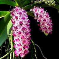 ราคา กล้วยไม้ เอื้อง ช้างกระ Rhynchostylis gigantea spot (19127665158)