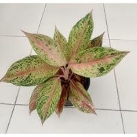 ราคา อโกลนีมา ลูกไม้ ต้นไม้มงคล ต้นไม้ฟอกอากาศ (Aglaonema) (10249108461)