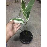 ราคา ต้นสาคูด่าง ว่านนกยูง ใบด่างสวย✨มาก สมุนไพรไม้ประดับ (9283749256)