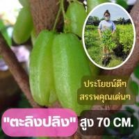 ราคา รสเปรี้ยว ลูกดก 1 ต้น ต้นตะลิงปลิง (ขนาดใหญ่) ตะลิงปลิง สูง 80 ซม. ต้นพันธุ์พร้อมปลูก ต้นพันธุ์ตะลิงปลิง ต้นพร้อมส่ง (8299487299)