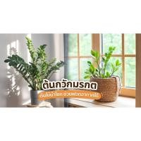 ราคา ต้นกวักมรกต ฮอลแลนด์ ไม้ฟอกอากาศ มีรากทุกต้น #สามารถปลูกได้ในน้ำหรือลงดิน (16074826750)