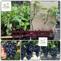 ราคา ต้นองุ่นพันธุ์นิ้วแม่มดองุ่นเสียบยอดต้นสูงประมาณ 50 ถึง 60 เซนติเมตร_nhongontayden (26851019274)