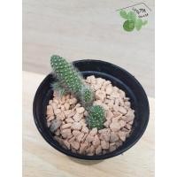 ราคา ต้นกระบองเพชร-รีบูเทีย-35บาท (8101791033)