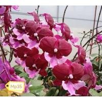 ราคา ฟาแลนนอปซิส (Phalaenopsis) (23784815649)