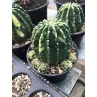 ราคา อิชินอปซิส(Echinopsis) ด่าง (หน่อละ10฿) (10759050989)