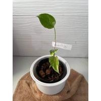 ราคา ต้นมอนสเตอร่าด่าง ไทยคอน ด่างสวย (10614277795)