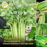 ราคา เมล็ดพันธุ์ เซเลอรี่ คื่นฉ่ายยักษ์ คื่นฉ่ายฝรั่ง คุณภาพดี ของแท้ 100% คื่นฉ่ายยักษ์ เมล็ดพันธุ์ (56404821381)