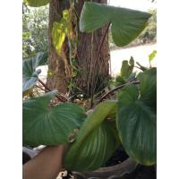 ราคา ต้นว่านเสน่ห์จันทร์แดง ไม้มงคล (41304842639)