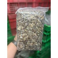 ราคา แมลงสะดิ้งไข่ แมลงแช่แข็ง 1 กิโลกรัม (ส่งขนส่งแช่เย็น) (48401636796)