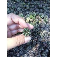 ราคา ยิมโนคละแบบขั้นต่ำ10ต้นขึ้นไปมีของแถม/สายพันธุ์/ยิมโนเขียวหนามโหดยิมโนHDยิมโนเขียวด่างม่วง (20827679515)