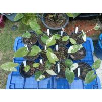 ราคา บอนกระดาดด่าง/บอนกระดาษด่าง ราคาไม่ถึงร้อย!!! (16080022097)