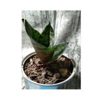 ราคา ต้นลิ้นมังกรแคระไม้ฟอกอากาศ (7132359728)