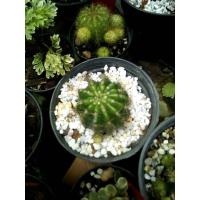 ราคา ดาวล้อมเดือน แคคตัส กระบองเพชร~4ซม. Cactus (11526524801)