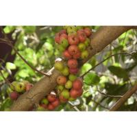 ราคา ต้นพันธุ์เพาะเมล็ด มะเดื่อไทย มะเดื่อป่า มะเดื่ออุทุมพร เพาะเมล็ด ต้นละ 59 บาท (24374038854)